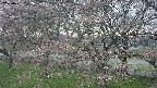 ochiai2-20250421122032.jpg