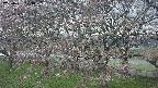 ochiai2-20250421123032.jpg