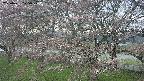 ochiai2-20250421125029.jpg