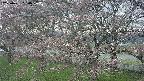 ochiai2-20250421130031.jpg