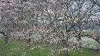 ochiai2-20250421135035.jpg
