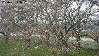 ochiai2-20250421143033.jpg