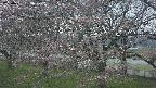ochiai2-20250421183031.jpg
