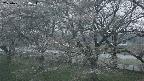 ochiai2-20250421184032.jpg