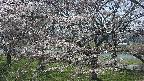 ochiai2-20250422120036.jpg