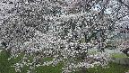 ochiai2-20250423050035.jpg