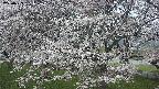 ochiai2-20250423051030.jpg