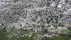 ochiai2-20250423052030.jpg