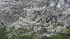 ochiai2-20250423053032.jpg