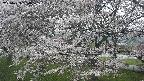 ochiai2-20250423054030.jpg