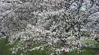 ochiai2-20250423055030.jpg