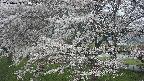 ochiai2-20250423060032.jpg
