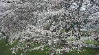 ochiai2-20250423061030.jpg
