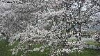 ochiai2-20250423062030.jpg