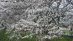 ochiai2-20250423063031.jpg