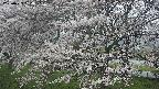 ochiai2-20250423064028.jpg