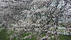 ochiai2-20250423073030.jpg