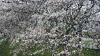 ochiai2-20250423074029.jpg