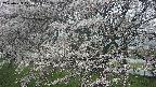 ochiai2-20250423075031.jpg