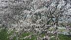 ochiai2-20250423080031.jpg