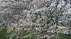 ochiai2-20250423081029.jpg