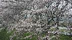 ochiai2-20250423082031.jpg