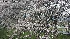 ochiai2-20250423083032.jpg