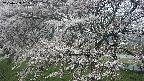 ochiai2-20250423085031.jpg