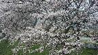 ochiai2-20250423090032.jpg