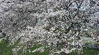 ochiai2-20250423091031.jpg