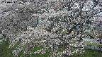 ochiai2-20250423092031.jpg