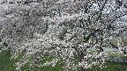 ochiai2-20250423093031.jpg