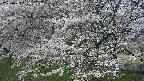 ochiai2-20250423094032.jpg