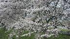 ochiai2-20250423095032.jpg
