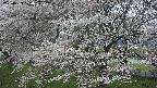 ochiai2-20250423100030.jpg
