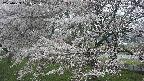 ochiai2-20250423101031.jpg