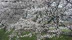 ochiai2-20250423102033.jpg
