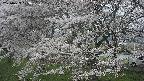 ochiai2-20250423103028.jpg