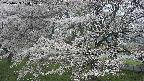 ochiai2-20250423104029.jpg