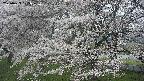ochiai2-20250423105032.jpg
