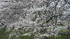 ochiai2-20250423110033.jpg