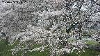 ochiai2-20250423111032.jpg