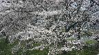 ochiai2-20250423112035.jpg