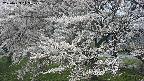 ochiai2-20250423113036.jpg
