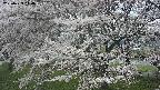 ochiai2-20250423114037.jpg
