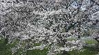 ochiai2-20250423115029.jpg