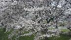 ochiai2-20250423120033.jpg
