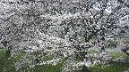 ochiai2-20250423122033.jpg