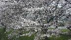 ochiai2-20250423123033.jpg