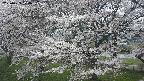 ochiai2-20250423124033.jpg